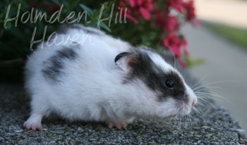 Wisconsin Treasure- Black Tortoiseshell and White (Dominant Spot) Longhaired